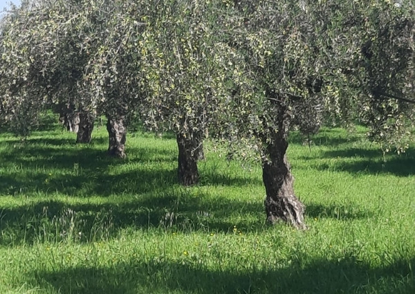 Manolis Family - Where Tradition Meets Taste