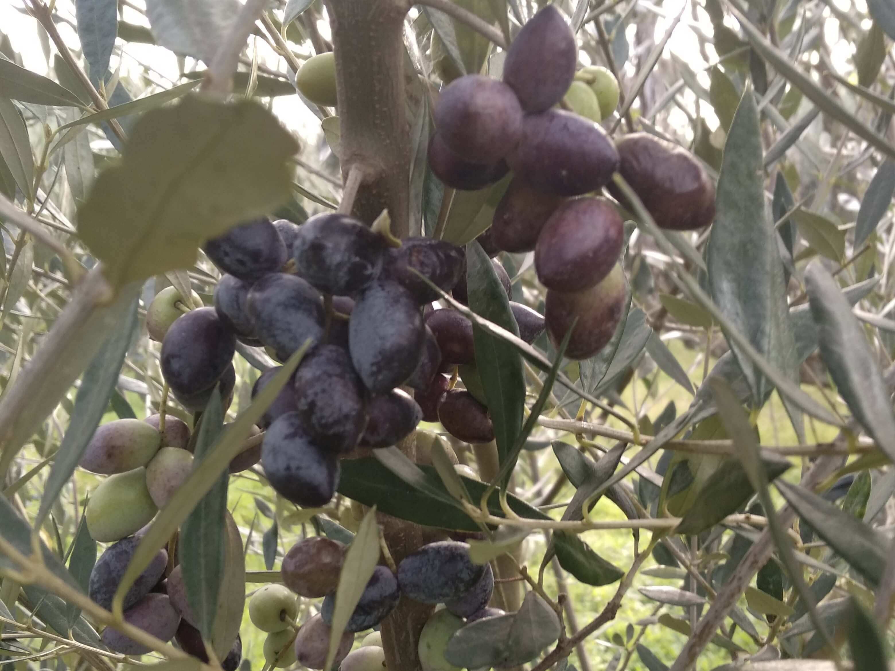 olives