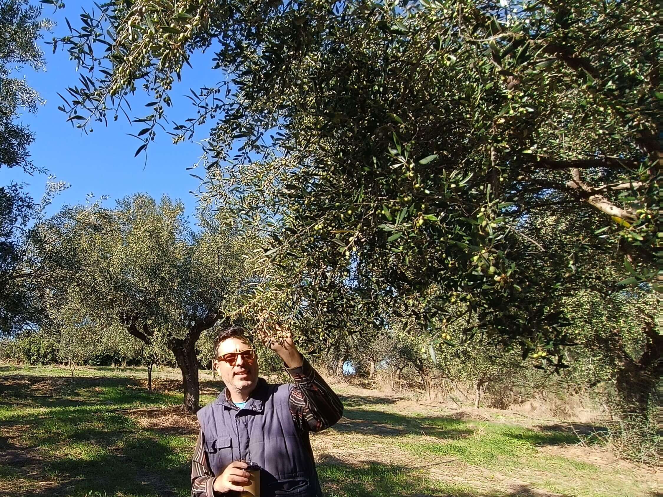 olive description