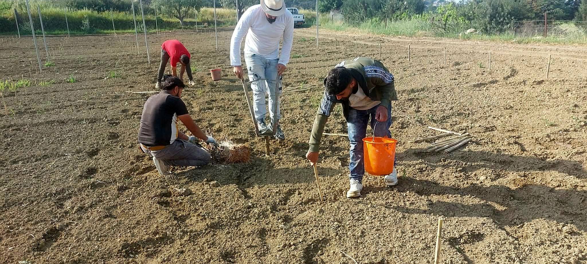 Maratheftiko vines being planted at G. Theophanous Winery in Pissouri